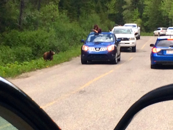 Bear on road!